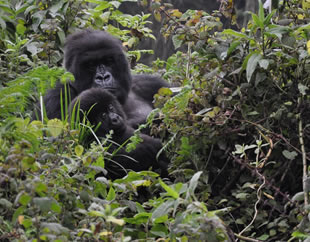 Where to see gorillas in Uganda