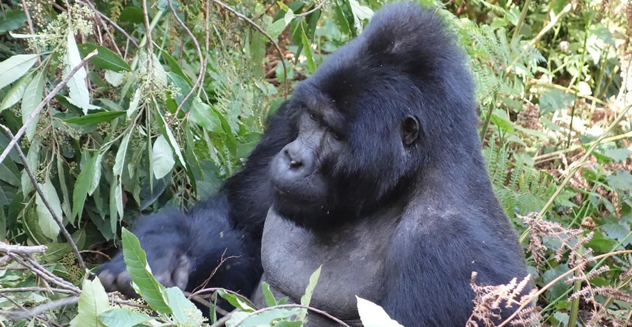 Where to trek gorillas in Uganda