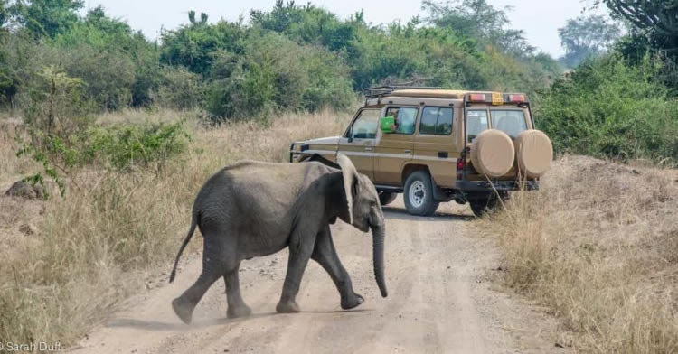 Budget safaris