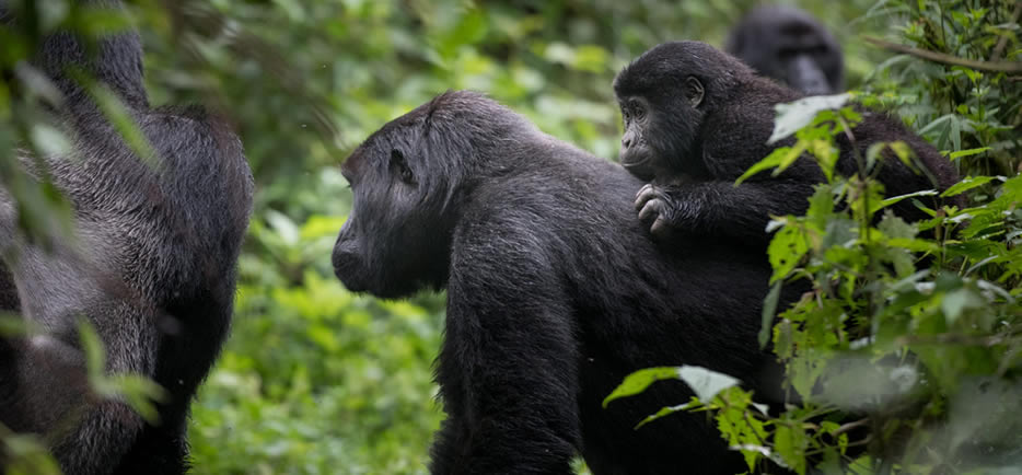 Top attractions in Rwanda