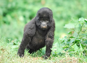 Gorilla Trekking Guide