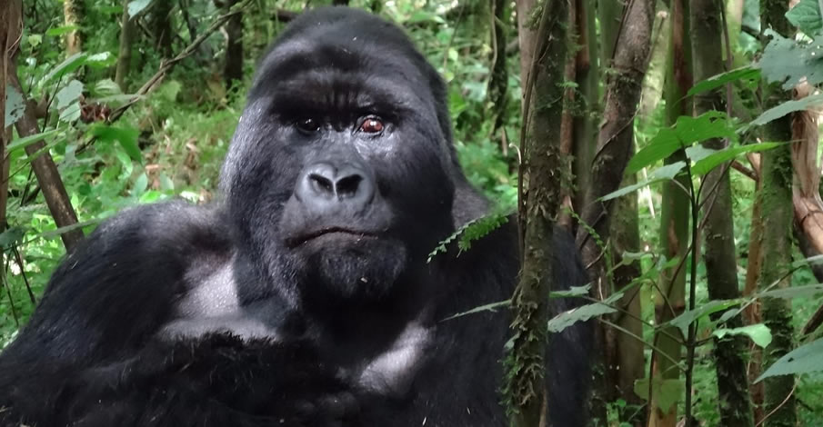 Gorilla Trekking Guide