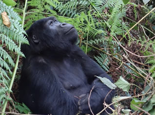 Gorilla Permit booking