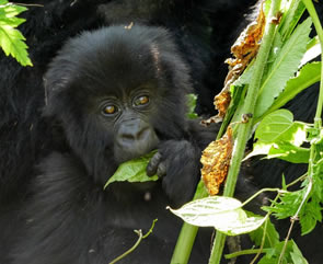 Chances of seeing gorillas