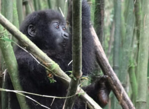 Gorilla trekking guide