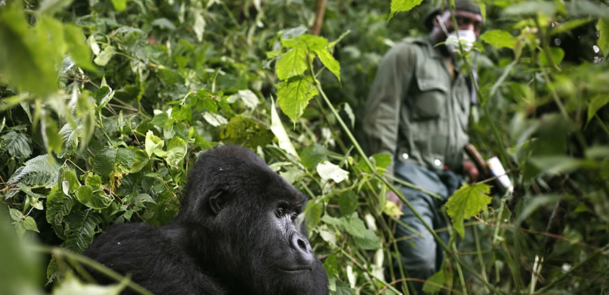 Gorilla trekking in Africa