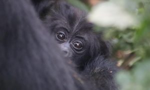 Rwanda Gorilla Safaris