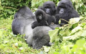 4 Days Uganda Gorilla safari