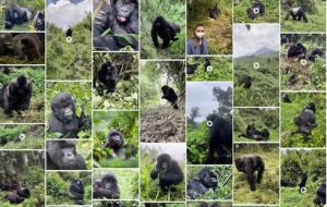 Gorilla tourism in Rwanda
