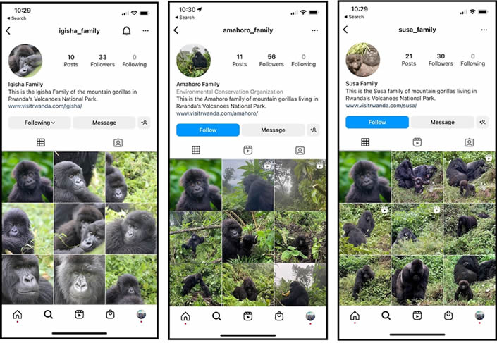 Gorilla Tourism in Rwanda