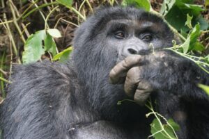 1 Day Uganda Gorilla Tour