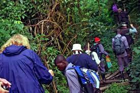 5 Days gorilla trekking