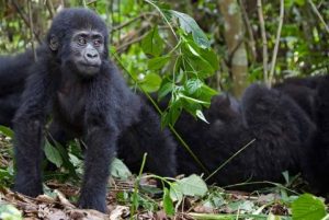 3 Days gorilla habituation experience